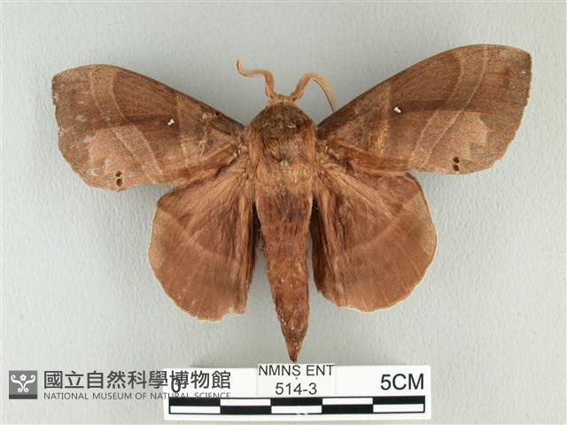 松大毛蟲藏品圖，第1張