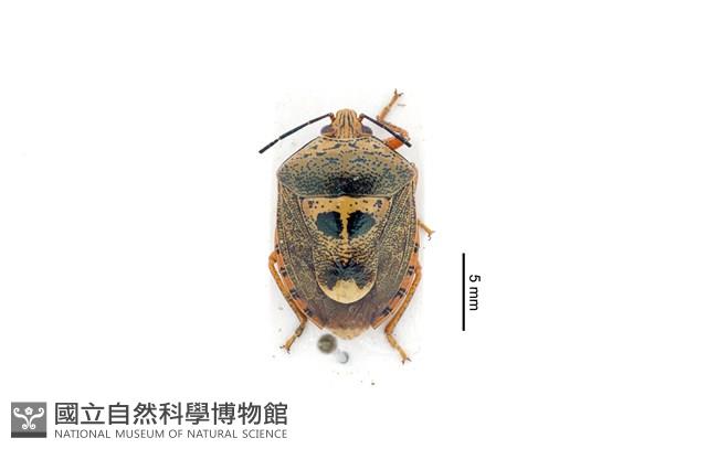 二星白箭牙蝽藏品圖，第1張