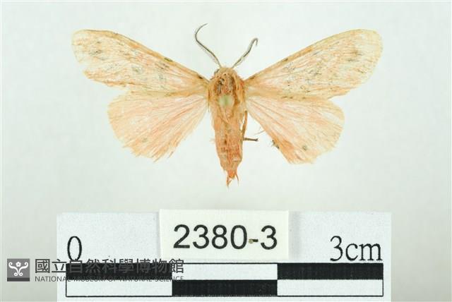 三條橙燈蛾藏品圖，第1張