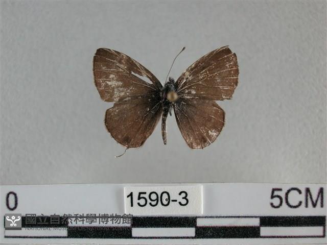 波灰蝶藏品圖，第1張