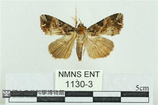 粉紅帶散紋夜蛾藏品圖，第1張