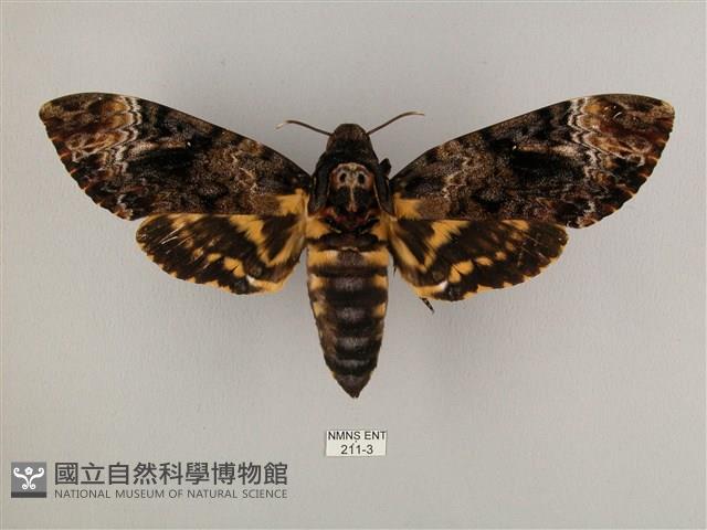 鬼臉天蛾藏品圖，第1張