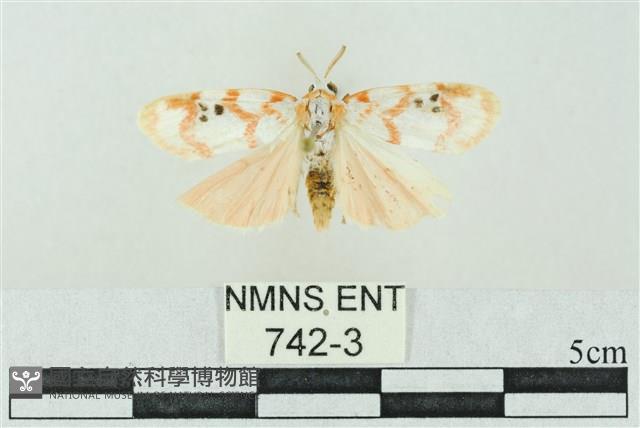 臺雪苔蛾藏品圖，第1張