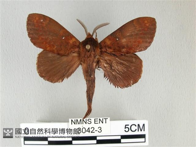 黃斑枯葉蛾藏品圖，第1張