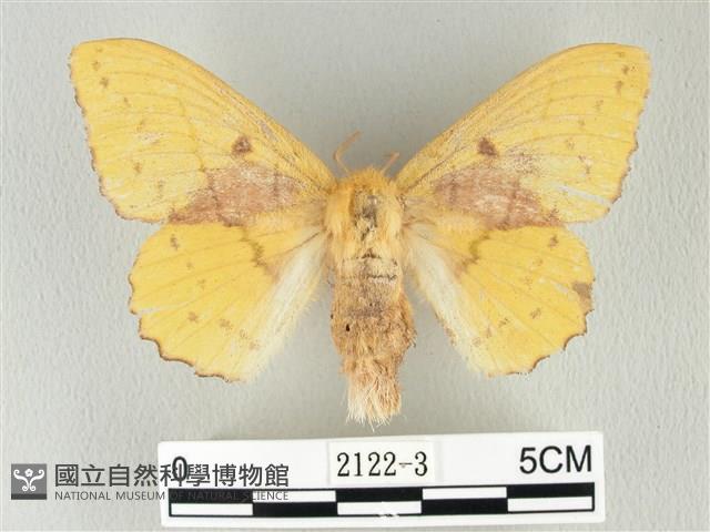 青枯葉蛾藏品圖，第1張