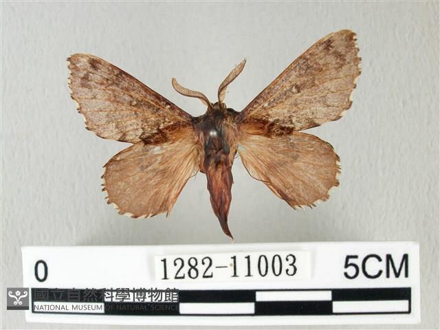 銀肩枯葉蛾藏品圖，第1張