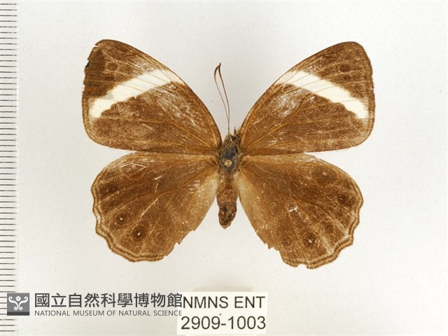 玉帶黛眼蝶藏品圖，第1張