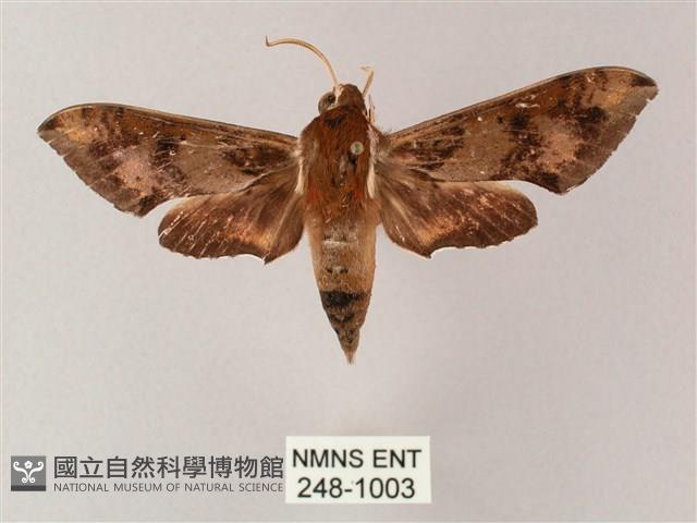 雙斑白肩天蛾藏品圖，第1張