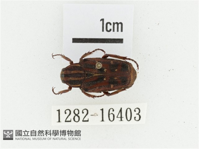 巴蘭陷紋金龜藏品圖，第1張