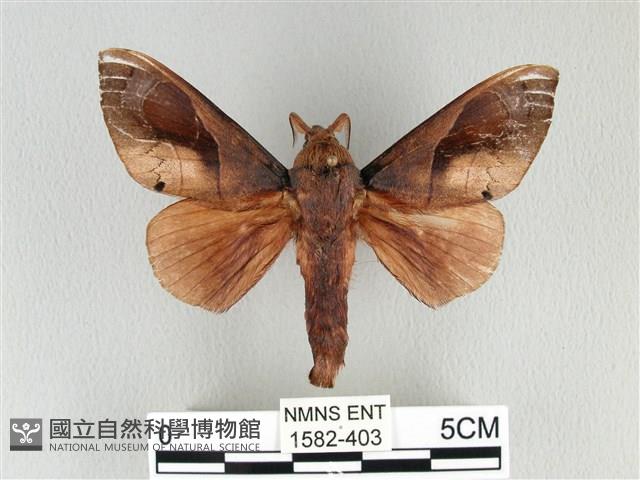 大褐斑枯葉蛾藏品圖，第1張