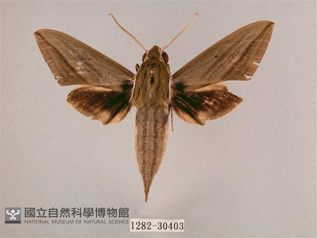 背帶斜紋天蛾藏品圖，第1張