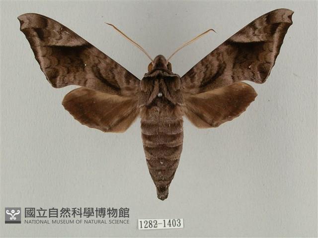 全緣缺角天蛾藏品圖，第1張