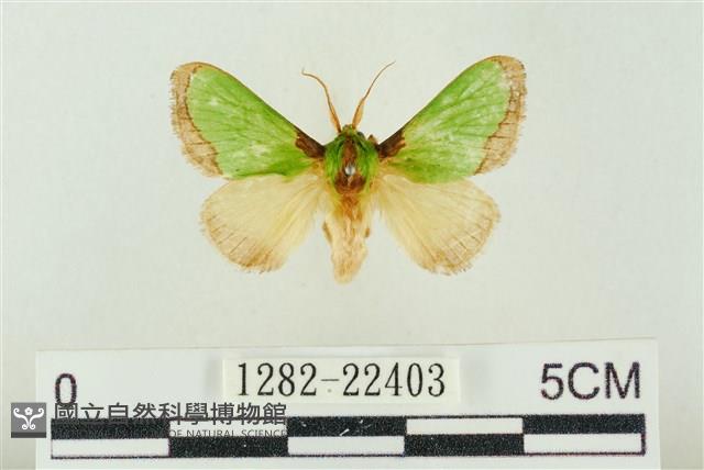 素木綠刺蛾藏品圖，第1張