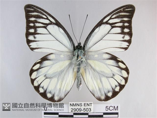 鋸粉蝶藏品圖，第1張