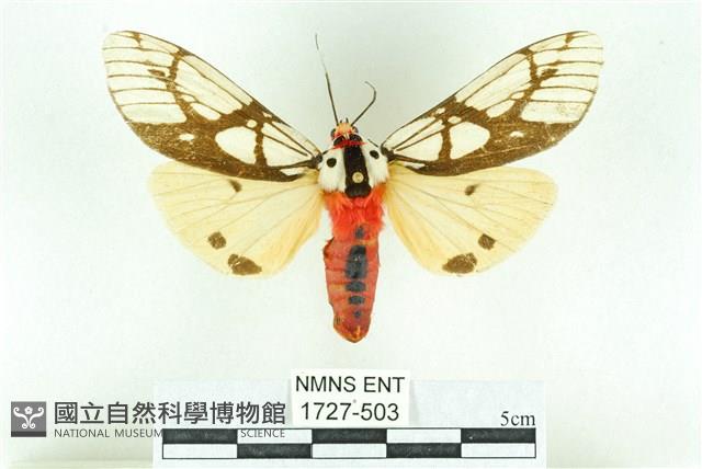 乳白斑燈蛾藏品圖，第1張