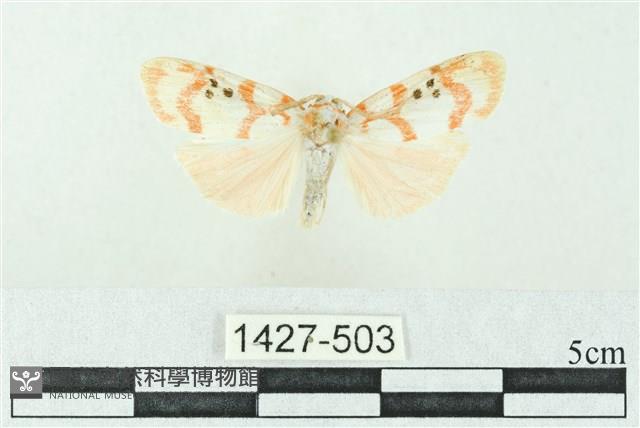 臺雪苔蛾藏品圖，第1張