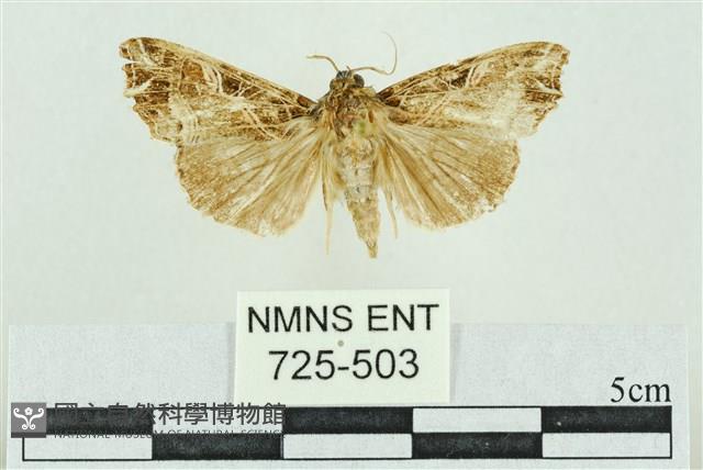 粉紅帶散紋夜蛾藏品圖，第1張