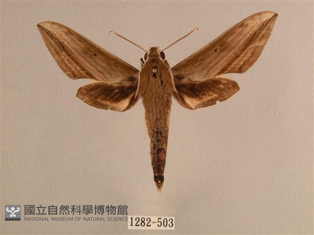 背線天蛾藏品圖，第1張