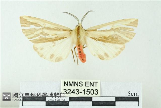 赭新污燈蛾藏品圖，第1張