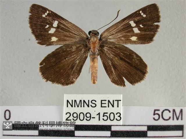 白斑弄蝶藏品圖，第1張