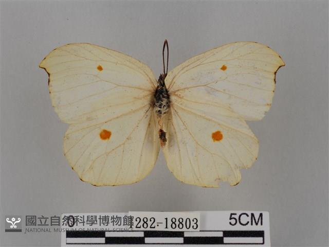 圓翅鉤粉蝶藏品圖，第1張