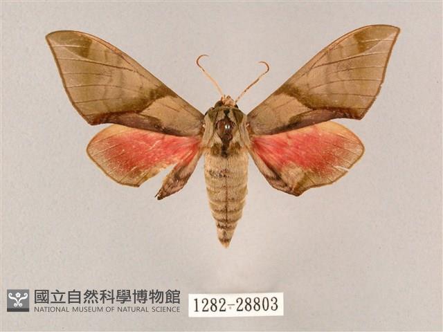 榆綠天蛾藏品圖，第1張