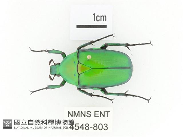 金艷騷金龜藏品圖，第1張