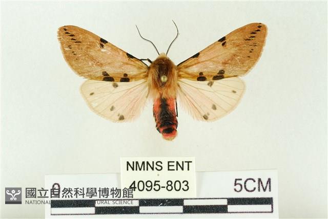 棍棒污燈蛾藏品圖，第1張