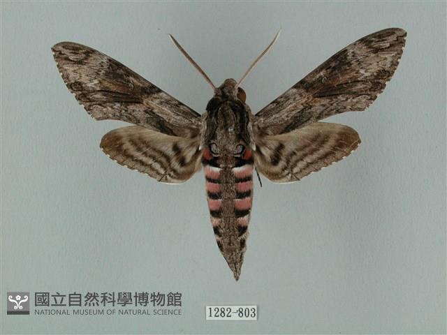 蝦殼天蛾藏品圖，第1張