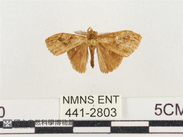 小白紋毒蛾藏品圖，第1張