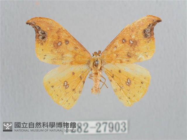 銀斑黃鉤蛾藏品圖，第1張