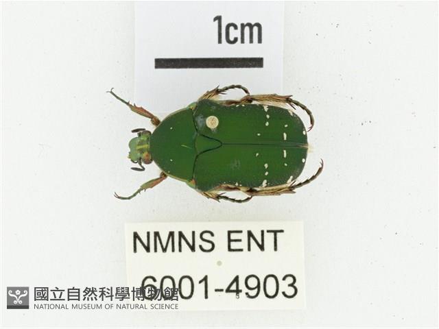 艷邊花金龜藏品圖，第1張