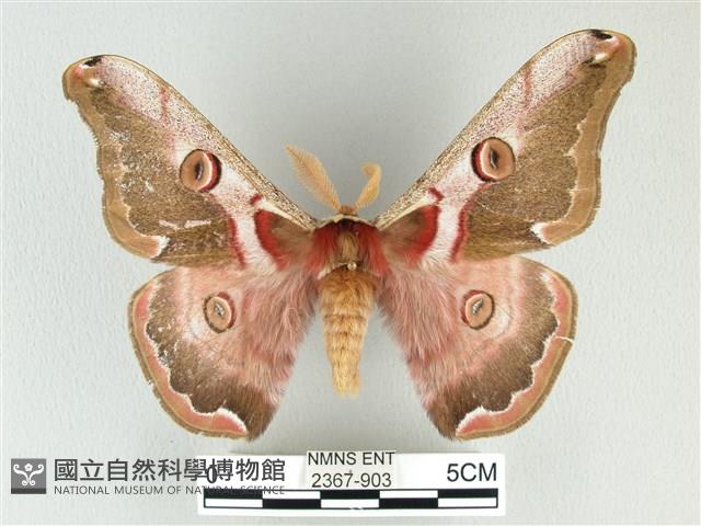 綠目天蠶蛾藏品圖，第1張