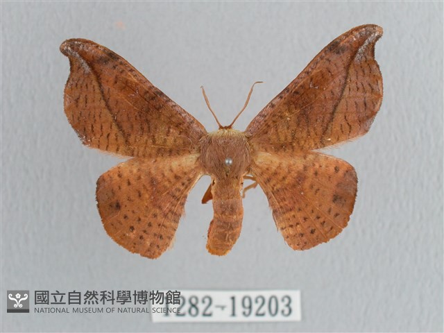 銀端帶鉤蛾藏品圖，第1張