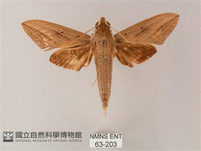 直翅斜紋天蛾藏品圖，第1張