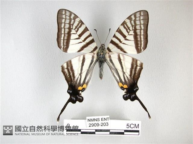 劍鳳蝶藏品圖，第1張