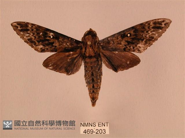 白星天蛾藏品圖，第1張