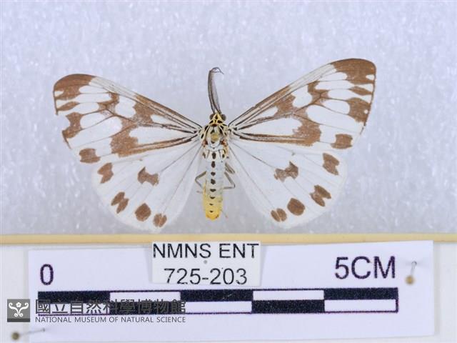 粉蝶燈蛾藏品圖，第1張