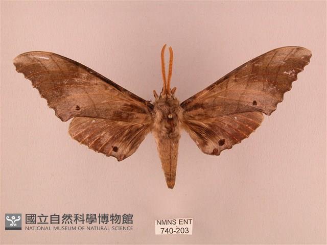 栗六點天蛾藏品圖，第1張