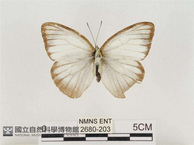 淡褐脈粉蝶藏品圖，第1張