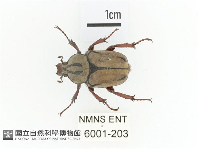 臺灣角金龜藏品圖，第1張