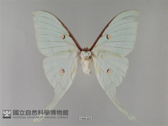 臺灣長尾水青蛾藏品圖，第1張