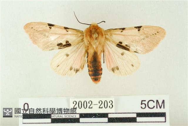 棍棒污燈蛾藏品圖，第1張