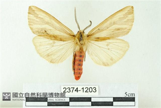 赭新污燈蛾藏品圖，第1張