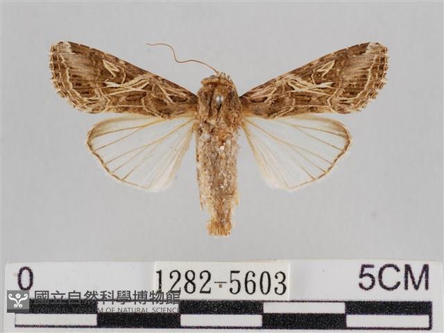 斜紋夜盜蛾藏品圖，第1張