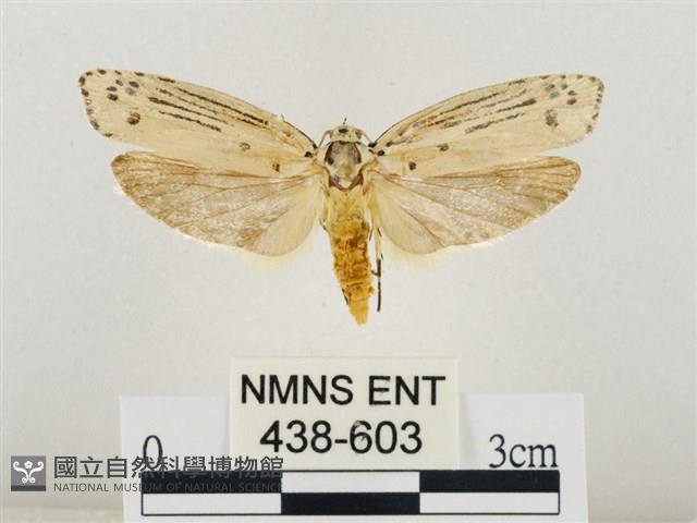 線紋篩蛾藏品圖，第1張