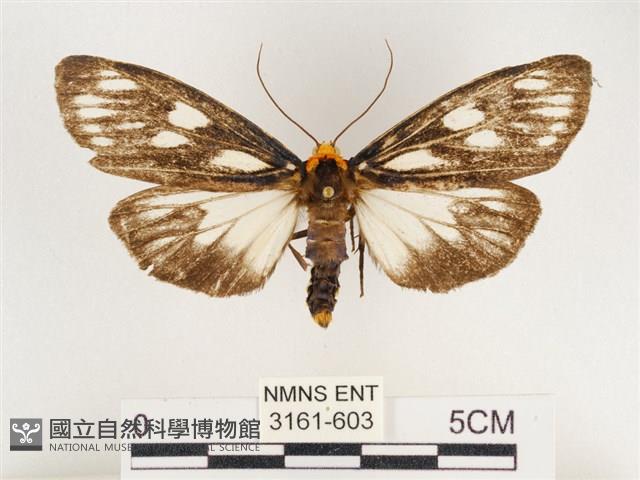 巨網燈蛾藏品圖，第1張