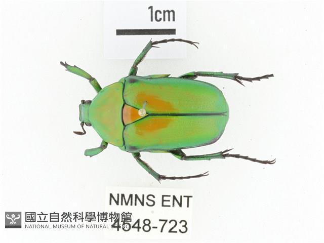 臺灣綠騷金龜藏品圖，第1張