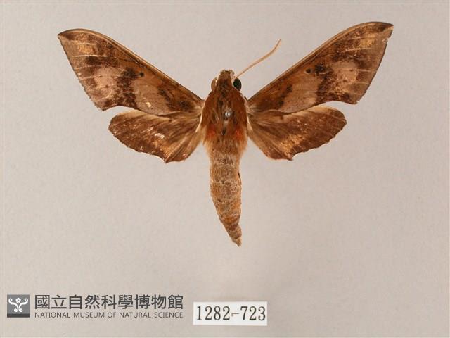 雙斑白肩天蛾藏品圖，第1張