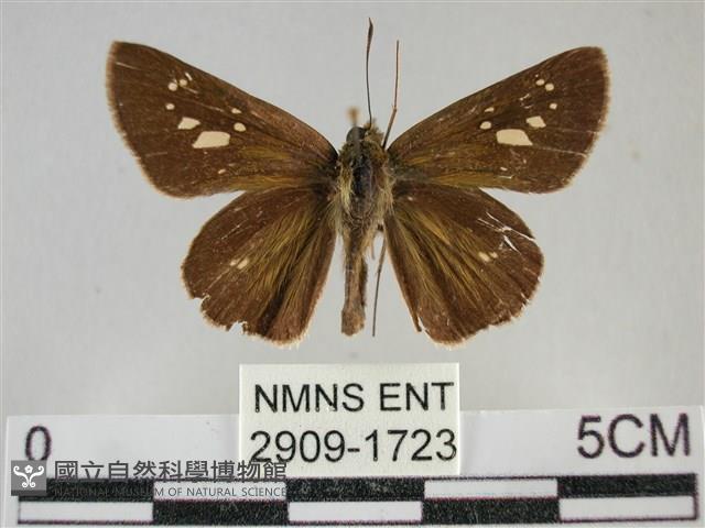 黃紋孔弄蝶藏品圖，第1張